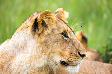A young lion in close-up, the face of a nearly sleeping lion