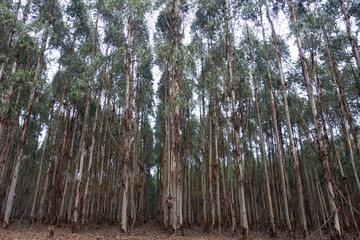 Tree plantation, eucalyptus, south africa