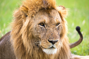A close-up of the face of a lion in the savannah of Kenya