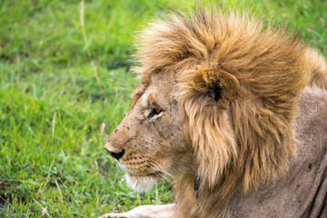 Plakat A close-up of the face of a lion in the savannah of Kenya