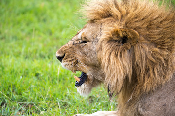 A close-up of the face of a lion in the savannah of Kenya
