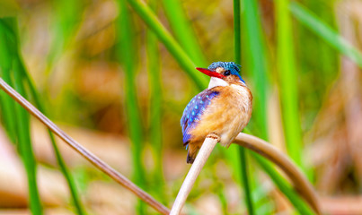 Kingfisher bird sitting on a twig. Kenya.