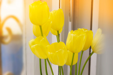 Obraz premium yellow tulips on the window, sunlight