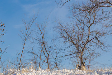 The alpha male of the Australian Shepherd  dominates the winter forest. The predator controls its territory. Bypass possession.