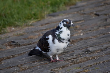 Pombo