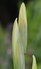 Obraz premium Macro image of a flag iris within a bog garden