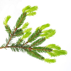 Fir branches on white background. Young spruce shoots. Coniferous essential oil is used for medicinal purposes. Isolated on white