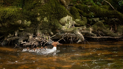 Female Gossander Mergus Merganser and several ducklings swimming on River Teign in England in Spring