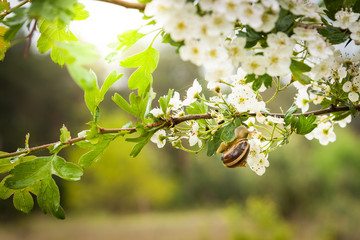 Ślimak na kwitnącej wiśni 