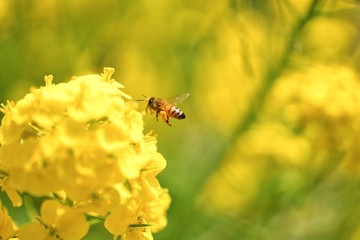 ミツバチ 菜の花