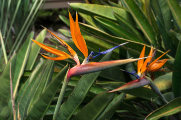 Insects on strelitzia in botanical garden