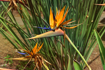 Insects on strelitzia in botanical garden