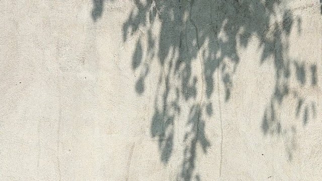 Leaves  shadow on the wall, Chiangmai  Thailand