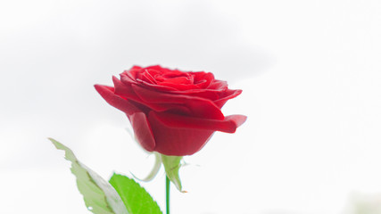 red rose isolated on a background of green nature