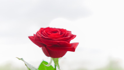red rose isolated on a background of green nature