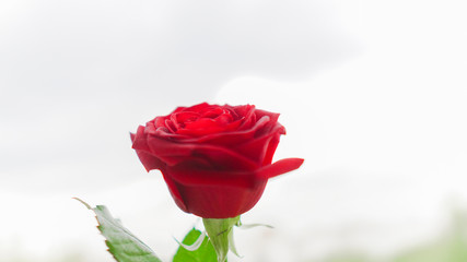 red rose isolated on a background of green nature