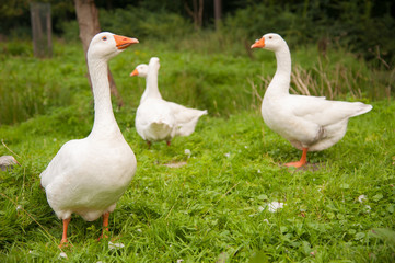 Flock of white geese