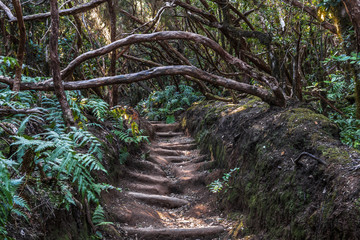 Forest path with arches of tree trunks