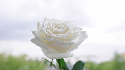 white rose isolated against the sky