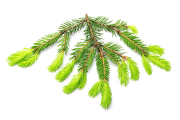 Fir branches on white background. Young spruce shoots. Coniferous essential oil is used for medicinal purposes.