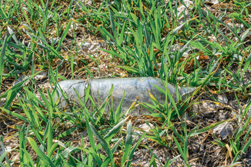 Environmental pollution. People left debris in wildlife. Garbage dump on the grass near the forest ...