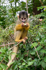 squirrel Monkey