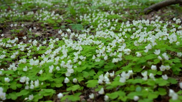 blooming Common wood sorrel (Oxalis acetosella) at spring. Changing focus