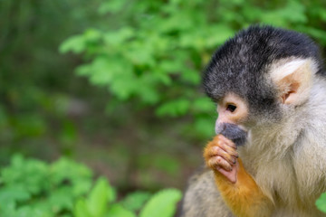 squirrel Monkey