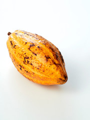 Fresh cocoa fruit pod white background