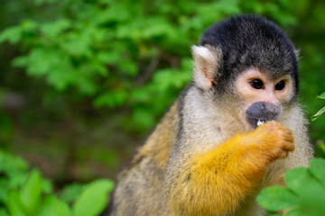 squirrel Monkey