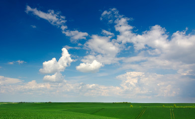 Fototapeta premium Blue cloudy sky over a green field
