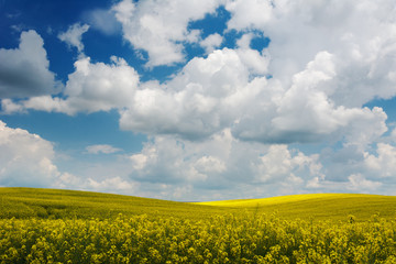 Yellow rapeseed field under blue sky with clouds. Ukraine, Volhynia