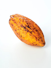 Fresh cocoa fruit pod white background