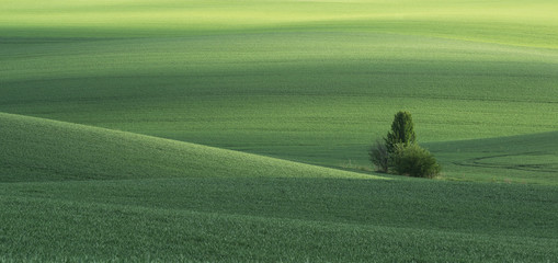 Spring green field and tree. Ukraine, Volhynia