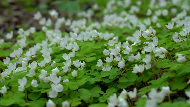 Woodland glade with blooming Common wood sorrel (Oxalis acetosella) at spring.