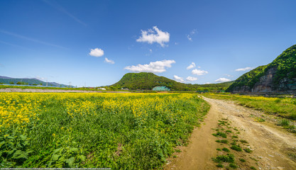 산청,경호강,유채