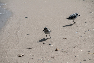 Fototapeta na wymiar Two common sandpipers Actitis hypoleucos on sand beach water line in sunny summer day