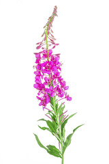 Fireweed (Rosebay Willowherb) isolated on white background. Blooming sally, Epilobium angustifolium. Willow-herb isolated on white background. Medicinal plant.
