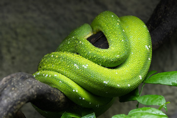 Fototapeta premium Green Tree Python Coiled Up On Branch