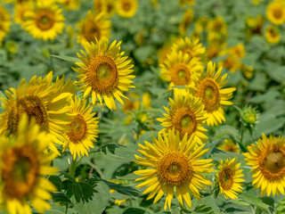 Sunflower field