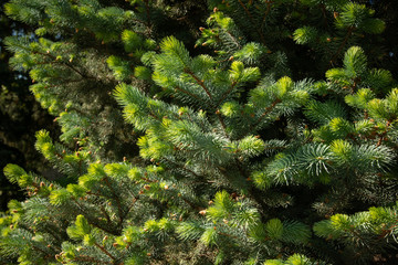 Fir branches under bright sunlight. Background.