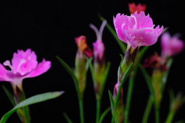 pink dianthus flower