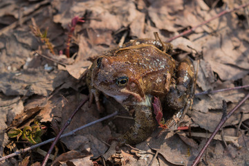 The skin of the frog masks it under the surrounding landscape and makes it invisible. Mimicry in nature.