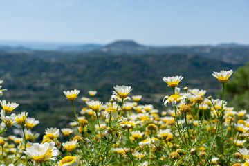 Chamomile, daisy field on the background of mountains