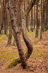 spruce tree trunks in the forest