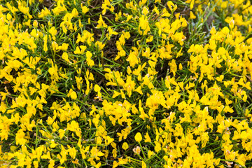 Blooming genista lydia in spring.