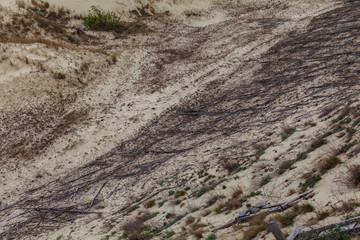Sand dunes and tree roots