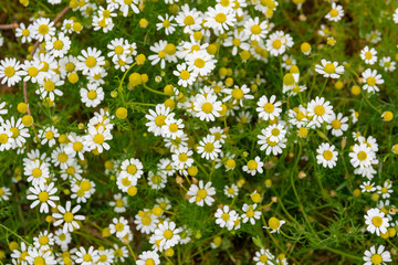 Blooming white daisy in spring.