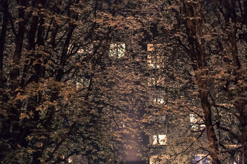 The light from the windows illuminates the leaves of the trees