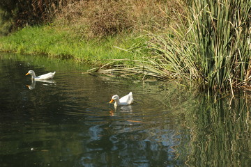 group of white ducks swimming along a river surrounded by lush native bush in a local park in a small rural town, New South Wales, Australia